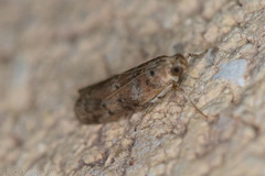 Sciota rubrisparsella