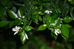 Murraya