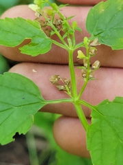 Scutellaria lateriflora
