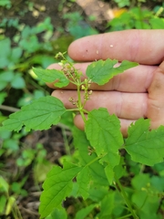 Scutellaria lateriflora