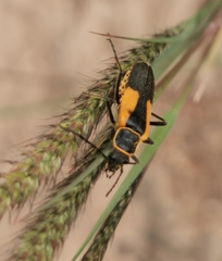 Chauliognathus limbicollis