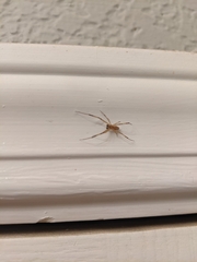 Latrodectus hesperus