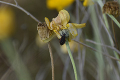 Melacoryphus lateralis