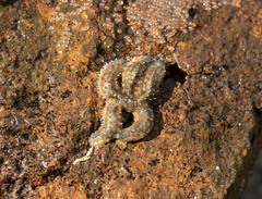 Coscinasterias muricata