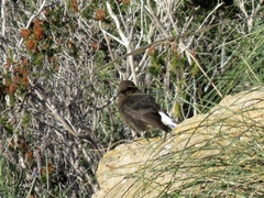 Oenanthe leucura