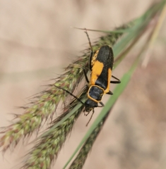 Chauliognathus limbicollis