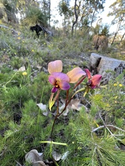 Diuris longifolia