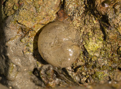 Papawera zelandiae