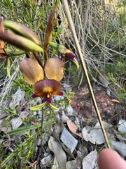 Diuris longifolia