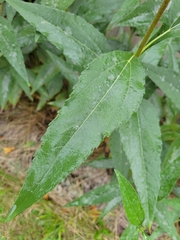 Helianthus grosseserratus