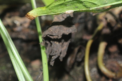 Hemerobius