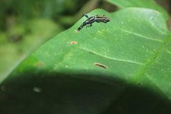 Brentidae