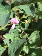 Desmodium grahamii