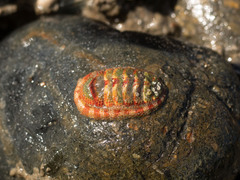 Sypharochiton pelliserpentis