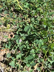 Desmodium grahamii