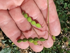 Desmodium grahamii