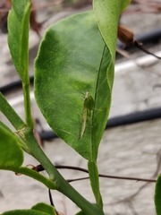 Odontomantis planiceps