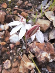 Caladenia prolata