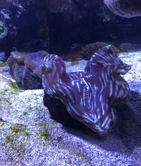 Tridacninae