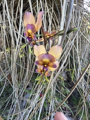 Diuris longifolia