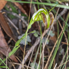 Pterostylis grandiflora