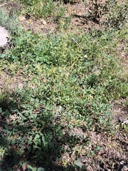 Desmodium grahamii