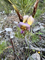 Diuris longifolia