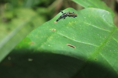 Brentidae