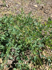 Desmodium grahamii