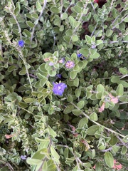 Evolvulus nuttallianus