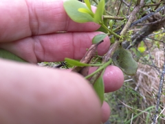 Ileostylus micranthus