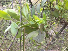 Ileostylus micranthus