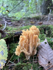 Ramaria formosa