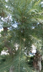 Melaleuca alternifolia