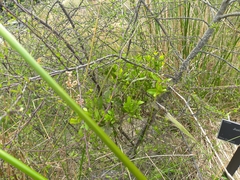 Ileostylus micranthus