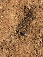 Cicindela hirticollis