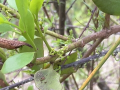 Ileostylus micranthus