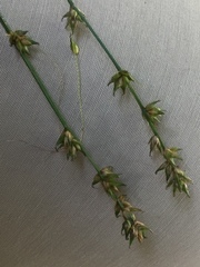 Carex divulsa