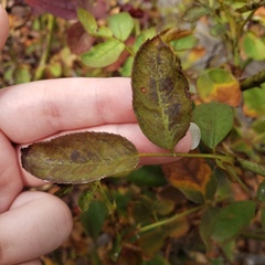 Diplocarpon rosae