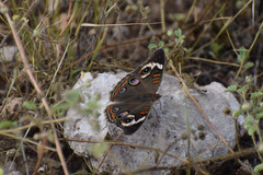 Junonia coenia coenia