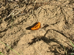 Byblia anvatara acheloia