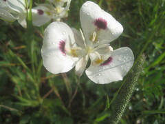 Calochortus eurycarpus