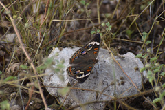 Junonia coenia coenia