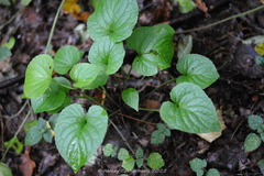 Viola mirabilis