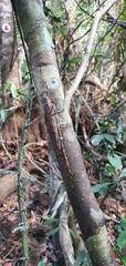 Phricta spinosa