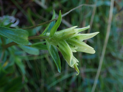 Castilleja unalaschcensis