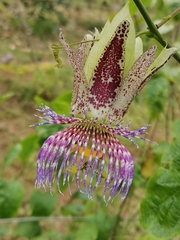 Passiflora serrulata