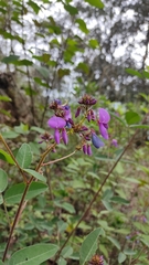 Desmodium uncinatum