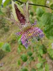 Passiflora serrulata