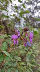 Desmodium uncinatum